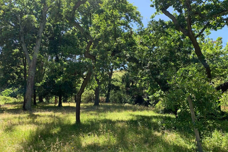 luxury-dome-tents-001